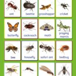 Queenex Insect Chart